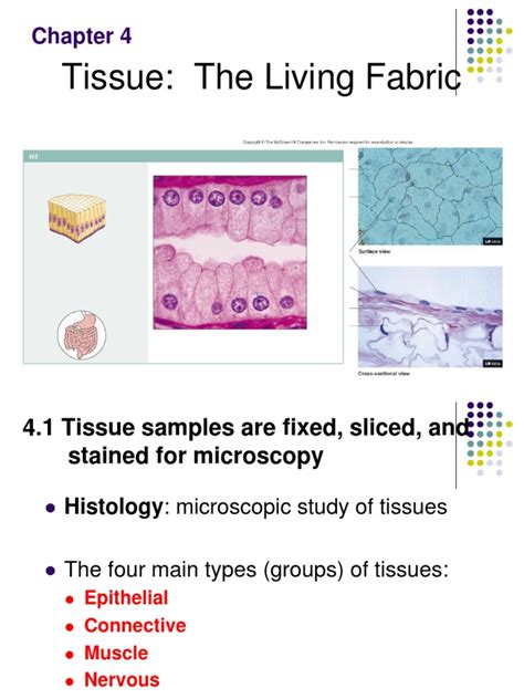 Chapter 4 Tissue The Living Fabric Study Guide Answer Key