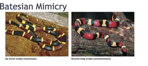 Chapter 41 Ap Bio