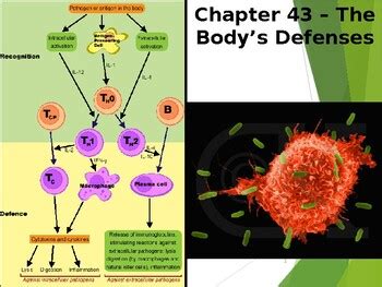 Chapter 43 The Immune System Study Answers