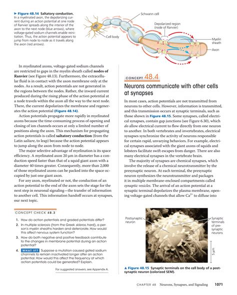 Chapter 48 Neurons Synapses And Signaling