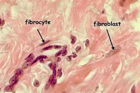 chapter 5 Histology Flashcards Quizlet