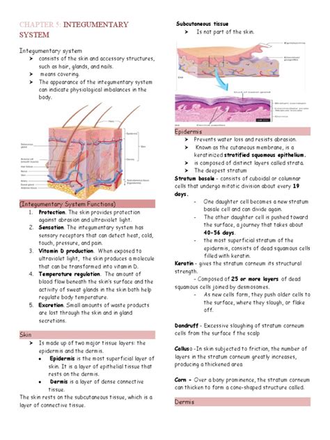 Chapter 5 Anatomy And Physiology Coloring Workbook Answers