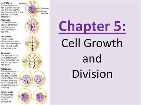 Chapter 5 Cell Growth Division Test Answer Key