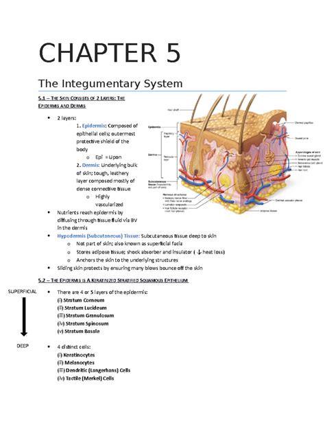 Chapter 5 Integumentary System Answers Helenw