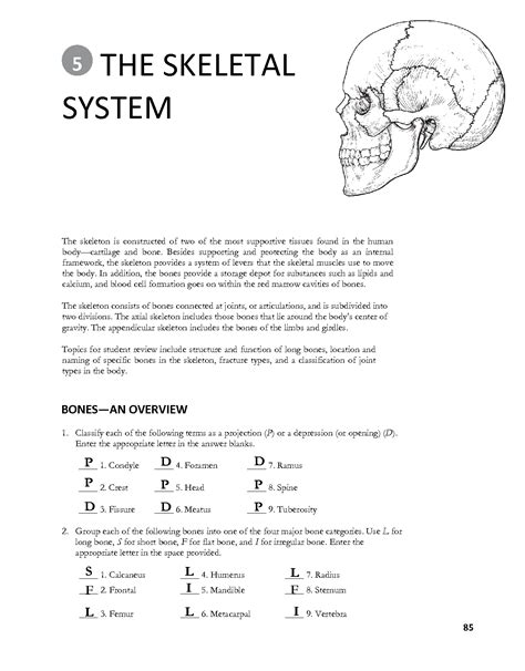 Chapter 5 Skeletal System Worksheet Answers Soup