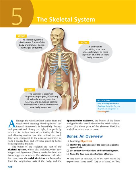 Chapter 5 Skeletal System Worksheet Studocu The Human Skeletal System Worksheet Answers - The Human Skeletal System Worksheet Answers