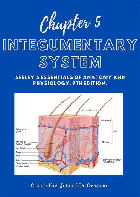 Chapter 5 The Integumentary System Worksheet Answers