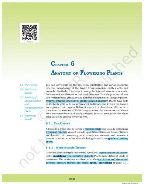 chapter 6 anatomy of flowering plants