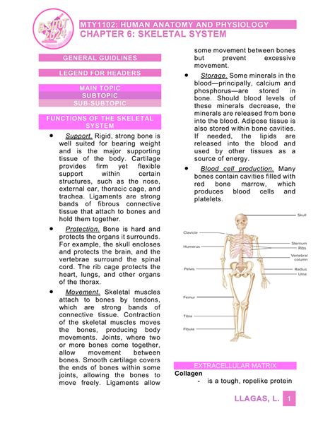 Chapter 6 The Skeletal System Warner Pacific College