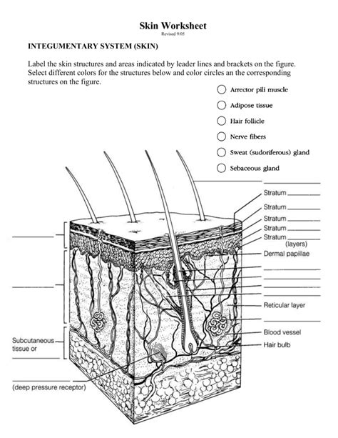 Chapter 6 Worksheet Integumentary System Notes Studocu The Skin Integumentary System Worksheet - The Skin Integumentary System Worksheet