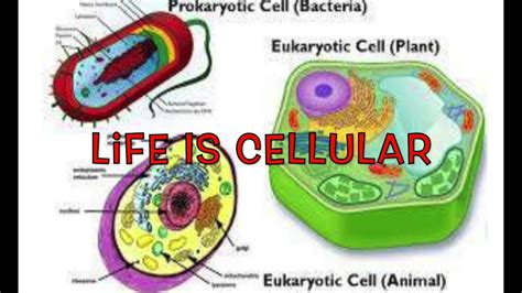 Chapter 7 1 Life Is Cellular Answer Key