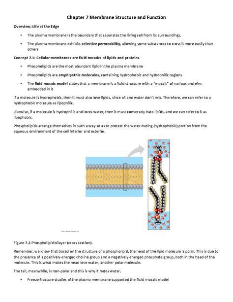 Chapter 7 Membrane Structure And Function