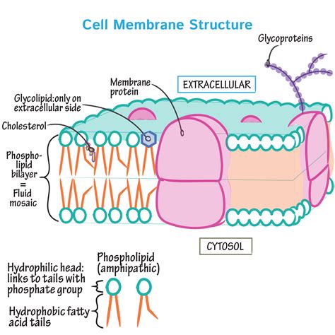 chapter 7 quiz (membrane structure & function) Flashcards