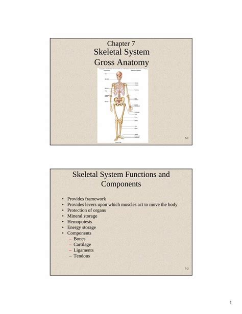 Chapter 7 Skeletal System Gross Anatomy Answers