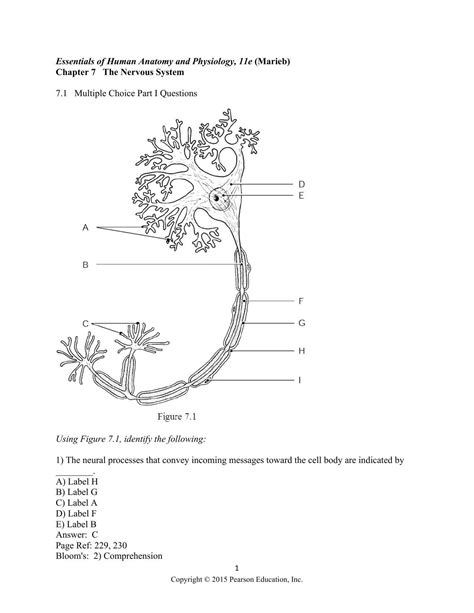 Chapter 7 The Nervous System Study Guide Answer Key