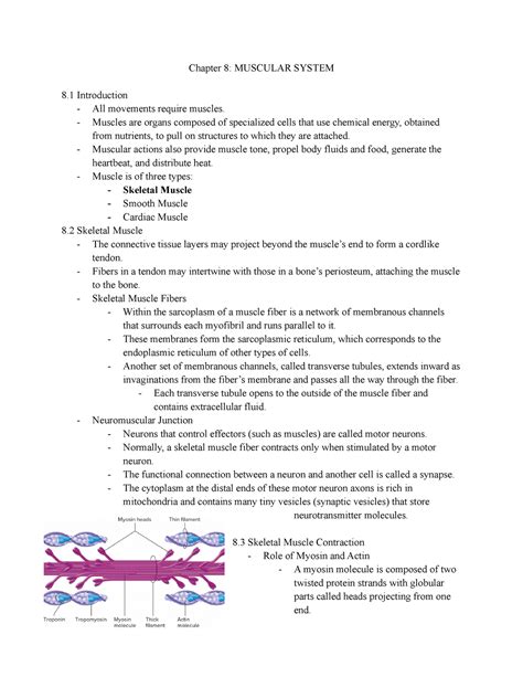 Chapter 8 Muscular System Mastery Test