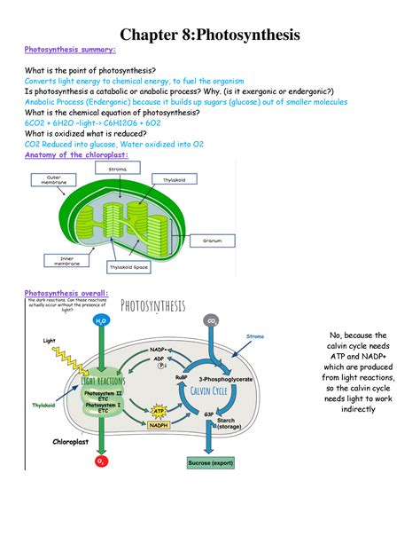 Chapter 8 Photosynthesis Section 1 Answer Key