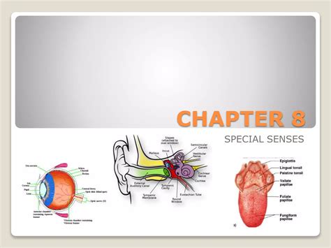 chapter 8 special senses