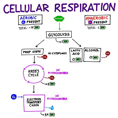 Chapter 9 Cellular Respiration And Fermentation Study Guide Answers
