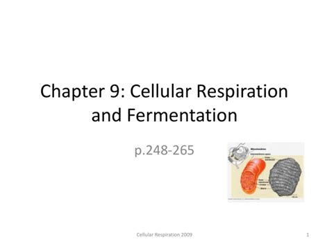 Chapter 9 Cellular Respiration And Fermentation Flashcards Cellular Respiration And Fermentation Worksheet - Cellular Respiration And Fermentation Worksheet