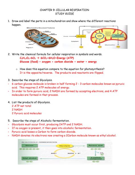 Chapter 9 Cellular Respiration Study Guide Questions
