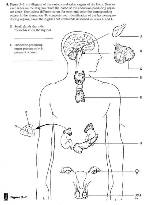 chapter 9 endocrine system worksheet