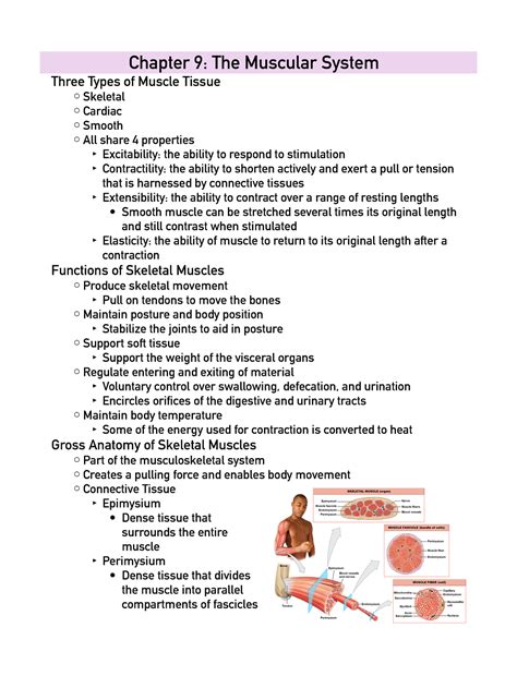 Chapter 9 Muscular System Mastery Test Answer Key