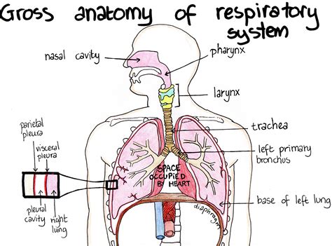 Chapter 9 The Respiratory System Anatomy Amp Physiology Respiratory Structure Worksheet - Respiratory Structure Worksheet