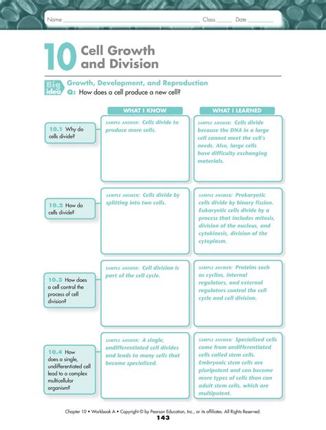 Download Chapter 10 Cell Growth And Division Workbook Answers 