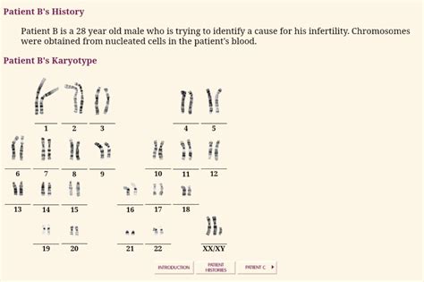 Download Chapter 10 Lab Karyotype 