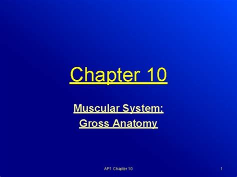 Read Chapter 10 Muscular System Gross Anatomy 