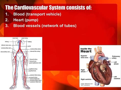 Download Chapter 11 Cardiovascular System Answers 