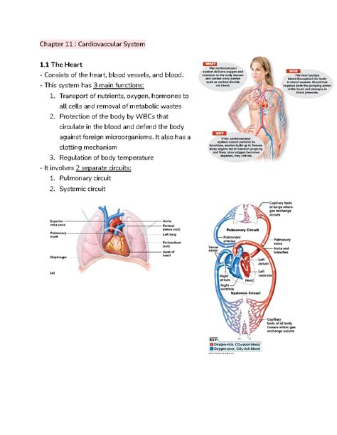 Download Chapter 11 Circulatory System Answer Key 