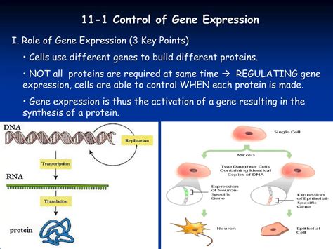 Read Chapter 11 Gene Expression Answer Key 