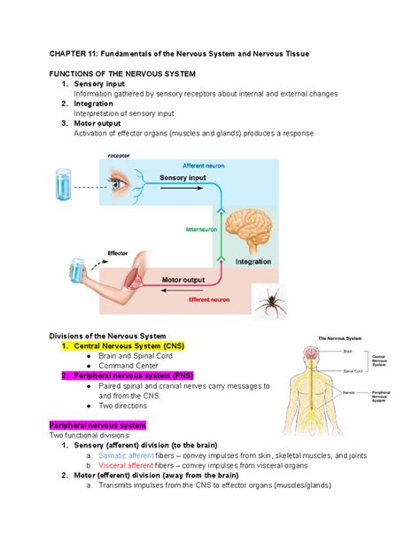Read Online Chapter 11 Nervous System 2 Answers 