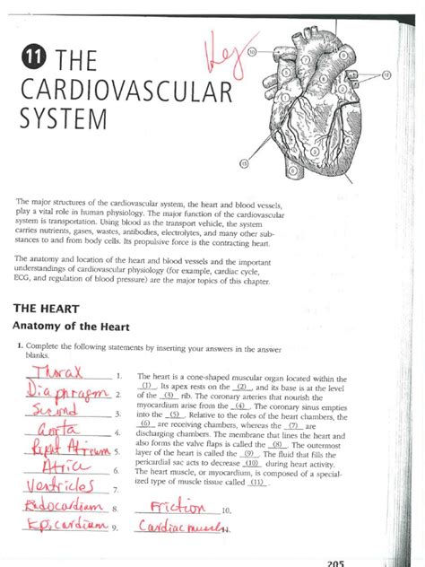 Full Download Chapter 11 The Cardiovascular System Packet Answer Key 