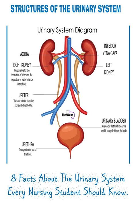 Read Online Chapter 11 The Urinary System 