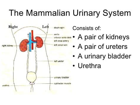 Read Online Chapter 11 The Urinary System 