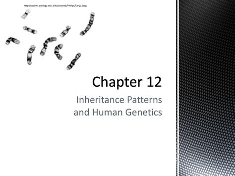 Read Chapter 12 Inheritance Patterns And Human Genetics Powerpoint 