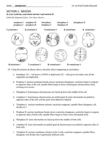 Download Chapter 12 Mendel And Meiosis Study Guide Answers Pdf Download 