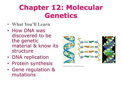 Read Online Chapter 12 Molecular Genetics 
