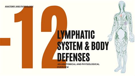 Full Download Chapter 12 The Lymphatic System And Body Defenses Answer Key 