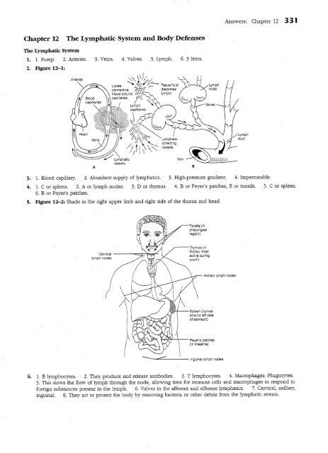 Read Online Chapter 12 The Lymphatic System And Body Defenses Worksheet Answers 