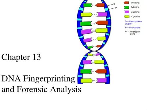 Read Chapter 13 Analysis Dna Fingerprinting Marric 