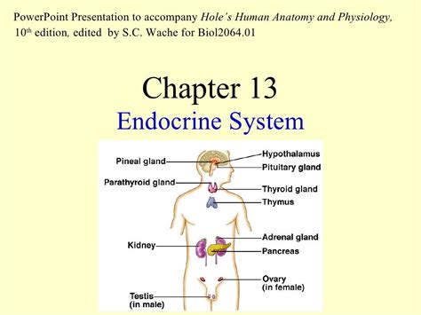 Read Chapter 13 Endocrine System Test 