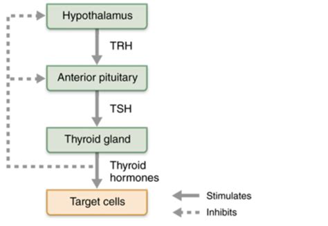 Read Chapter 13 Endocrine System Test 