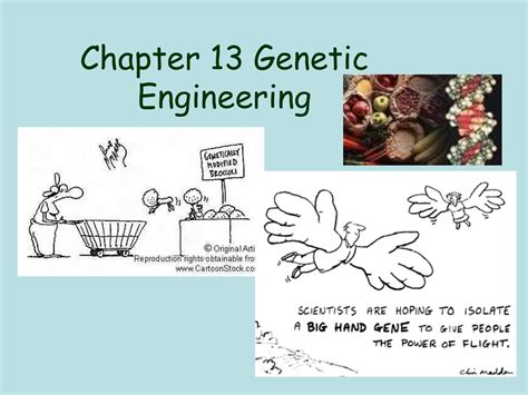 Full Download Chapter 13 Genetic Engineering Study Guide 