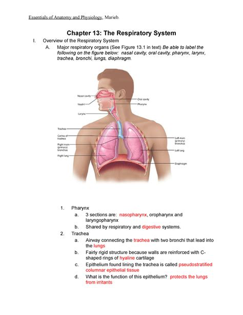 Read Chapter 13 Respiratory System Packet Answer Key 