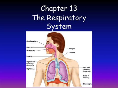 Download Chapter 13 The Respiratory System 