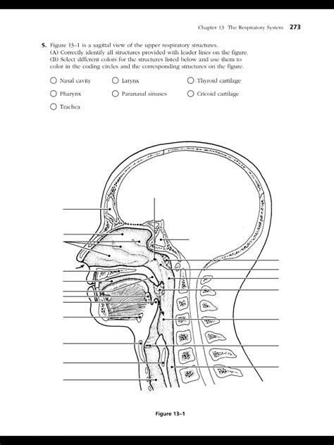 Full Download Chapter 13 The Respiratory System Answers 